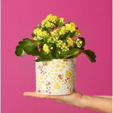 Brilliant Bee Kalanchoe