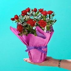Pure Rose Romance