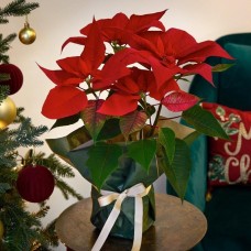 Perfect Poinsettia