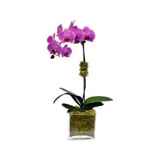 Orchids Delux