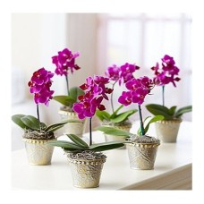 Orchids Porto Alegre Orchids Porto Alegre