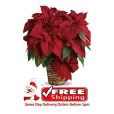 Red Poinsettia Plant Poinsettia Plant