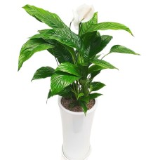 Peace Lily (Standard(S) )