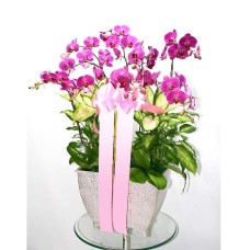 moth orchid-10 (Small)