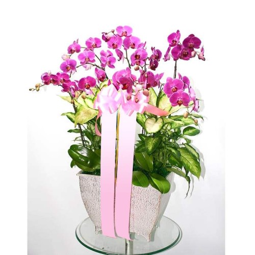 moth orchid-10 (Small)