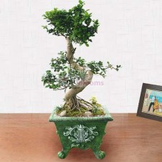 Gajimaru-A (Small)