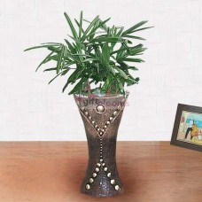 Rhapis (Small)