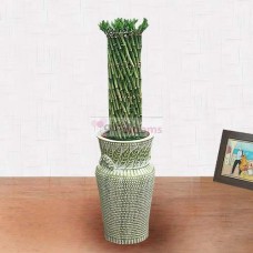 Sanderia (Small)
