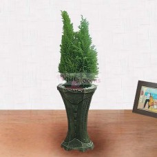 Yuolma (Small)