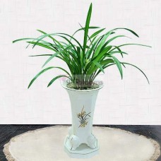 Orchid-Gumwasabu (Small)