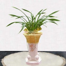 Orchid-Daegook (Small)