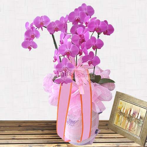 Moth Orchid-4 (Small)