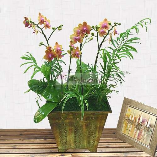 Moth Orchid-17 (Small)