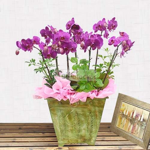 Moth Orchid-18 (Small)