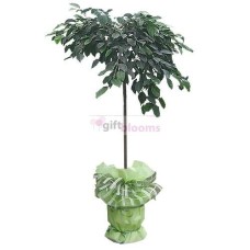 Plants-Benjamin (Small)