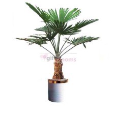 Dosiro (Small)