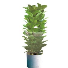 Ficus elastica_2 (Small)