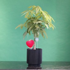Money Tree