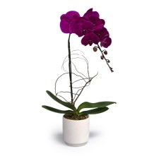 Purple Orchid