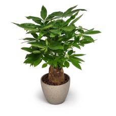 Potted Plant 4S