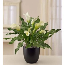 Sophisticated White Calla Lily (White Calla in Black Ceramic - Small)
