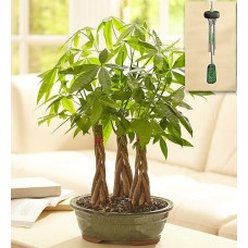 Money Tree Grove (Money Tree Grove)