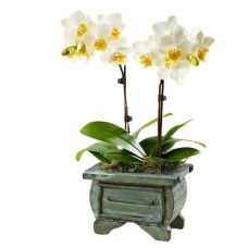 Asian Dance Orchid (Small)