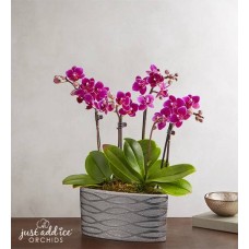 Violet Opulence Orchid Large