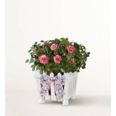 Charming Rose Garden (Small)