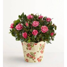 Classic Budding Rose (Small)