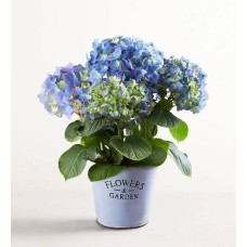 Garden Hydrangea (Small)