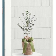 Olive Tree (Olive Tree - Medium)