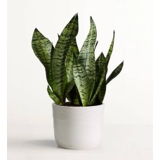 Snake Plant (Table Size Plant (Medium) with Sandstone Planter)