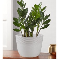 Zz Plant (Zamioculcas Zamiifolia)