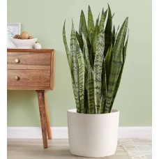 Snake Floor Plant (Floor Plant (Large) with Sandstone Planter)