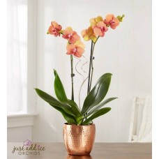 Bonfire Warmth Orchid