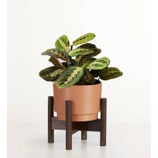 Red Maranta Prayer Plant