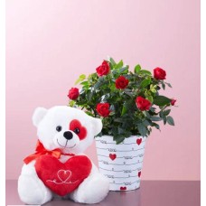 Love Rose Plant (Small with Plush)