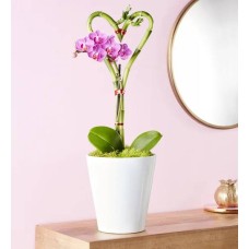 Sweetheart Bamboo and Orchid Garden with Chocolate