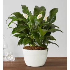 Calming Peace Lily Plant (Medium Tabletop)