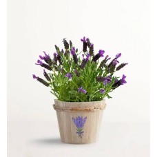 Lovely Lavender Plant (Small)