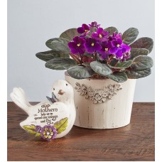 Purple Blossoms African Violet Plant
