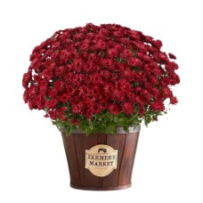 Harvest Outdoor Mum