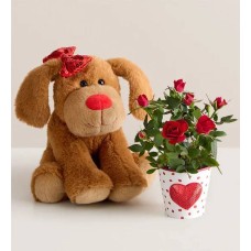Lovable Pup Rose Plant with Chocolate