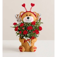 Beary Cupid Rose Plant (Rose Plant)