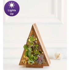 Spectacular Succulent Tree (Small with Lights)