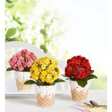Sweet Treat Mini Plant Trio