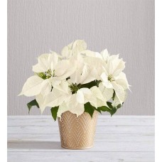 Silent Night White Poinsettia (Small)
