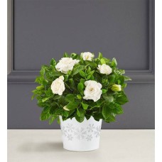 White Christmas Gardenia Plant Large with Snowglobe