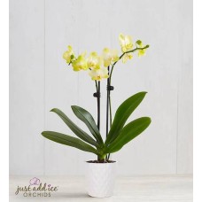 Sunshine Orchid (Mini)